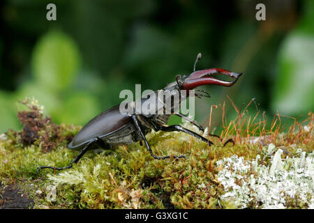 Hirschkäfer Lucanus Cervus, Seite Porträt des einzigen männlichen Erwachsenen. Juni, Lea Valley, Essex, England aufgenommen. Stockfoto