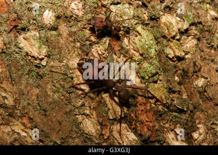 Blattschneiderameisen, Atta SP., zwei Erwachsene zeigen große Kiefer.  April genommen. Mata Atlântica, Bundesstaat Rio De Janeiro, Brasilien. Stockfoto