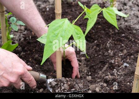 Auspflanzen Klettern Bohnen (Phaseolus Vulgaris) 'Cobra' neben Stöcke auf einer Zuteilung. Stockfoto