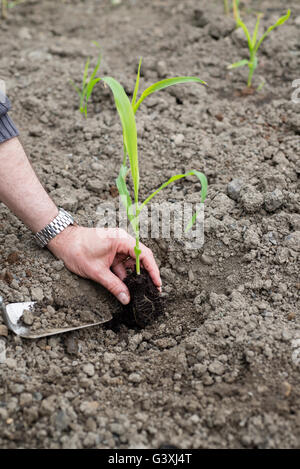 Mais (Zea Mays) "Nördlichen Extra Sweet" Pflanzen auf einer Zuteilung auspflanzen. Stockfoto