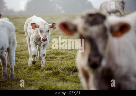 Charolais-Rindern auf der Weide in Brittany France im Sommer Stockfoto