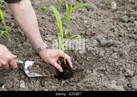 Mais (Zea Mays) "Nördlichen Extra Sweet" Pflanzen auf einer Zuteilung auspflanzen. Stockfoto