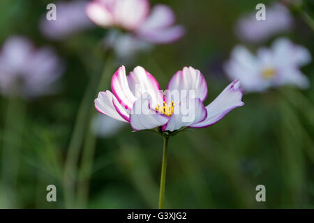 Einzelne weiße Kosmos Blüte mit rosa Rand, wächst in einem Garten Grenze Stockfoto