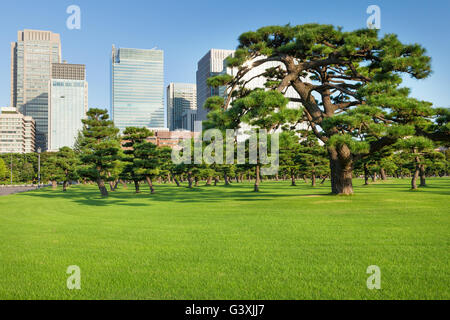 Kiefer Bäume Park vor Wolkenkratzer von Tokio, Japan Stockfoto