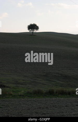 Einen schönen Baum mitten in der toskanischen Landschaft Stockfoto