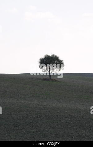 Einen schönen Baum mitten in der toskanischen Landschaft Stockfoto