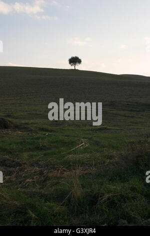 Einen schönen Blick auf die Landschaft der Toskana, einsamer Baum auf Hügel, Italien Stockfoto