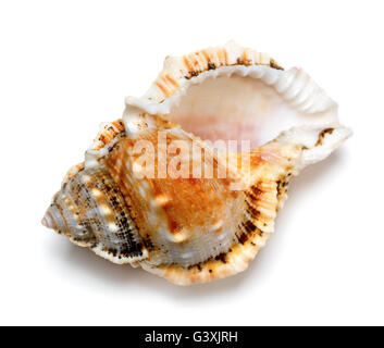 Schale der Tutufa Bubo (Frosch Schnecke) isoliert auf weißem Hintergrund. Detailansicht. Stockfoto