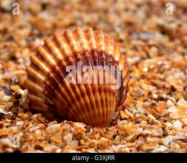 Muschel auf Sand in der Sonnetag. Detailansicht. Stockfoto