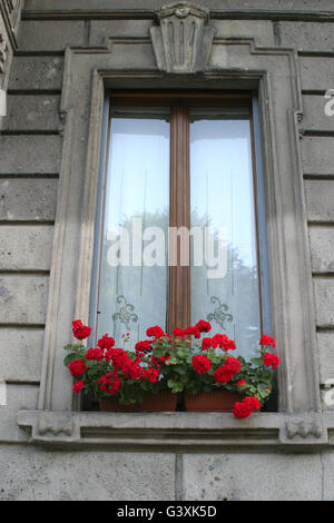 Schöne rote Geranien auf der Fensterbank, Mailand, Italien Stockfoto