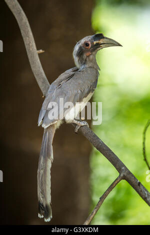 Graues Hornbill thront auf einem Ast. Stockfoto