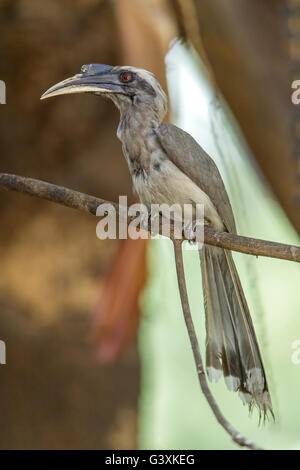 Graues Hornbill thront auf einem Ast. Stockfoto