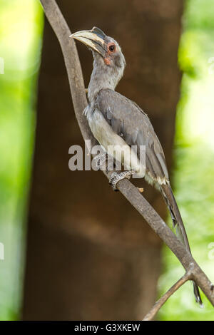 Graues Hornbill thront auf einem Ast. Stockfoto