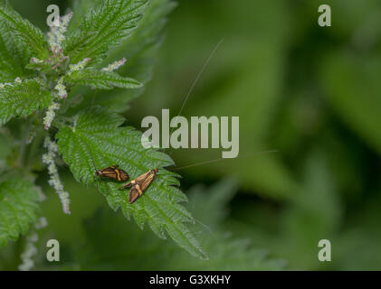 Gelb-gesperrt Longhorn Moth (Nemophora Degeerella) auch bekannt als die Fee Motte Stockfoto