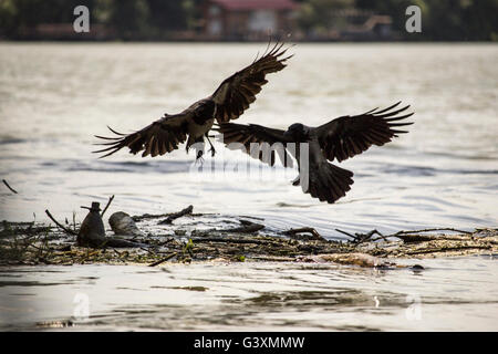 Donau, Serbien - mit Kapuze zwei Krähen (Corvus Cornix) fliegen über schwimmende Müll Stockfoto