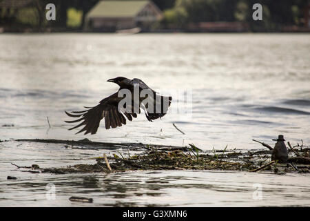 Donau, Serbien - mit Kapuze Krähe (Corvus Cornix) fliegen über schwimmende Müll Stockfoto