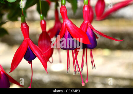 Winterharte Fuchsie Magellicana, rot und violett auf Multi-Blüte Busch Stockfoto