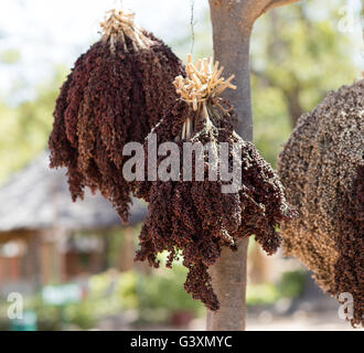 Sorghum hing zum Trocknen in Dorf, Burkina faso Stockfoto