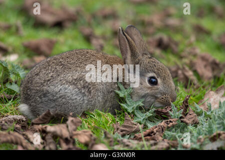 Gemeinsamen Wildkaninchen (Oryctolagus Cuniculus) Stockfoto