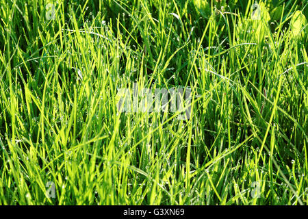 Morgentau im frischen Frühling Gras Stockfoto