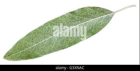 Blattsilber von Elaeagnus Angustifolia (Silverberry, Ölweiden, Elaeagnus) isoliert auf weißem Hintergrund Stockfoto