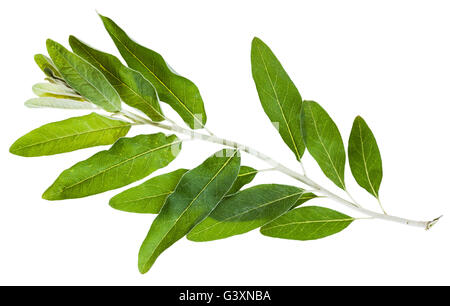 Zweig mit Blättern von Senjed (Elaeagnus Angustifolia, Silverberry, Ölweiden Elaeagnus) isoliert auf weißem Hintergrund Stockfoto