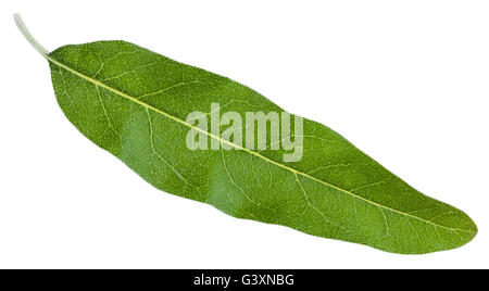 grünes Blatt von Elaeagnus Angustifolia (Silverberry, Ölweiden, Elaeagnus) isoliert auf weißem Hintergrund Stockfoto