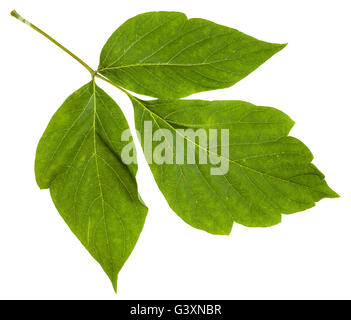 Zweig mit Blättern von Acer Negundo (Ahorn Esche) Baum isoliert auf weißem Hintergrund Stockfoto