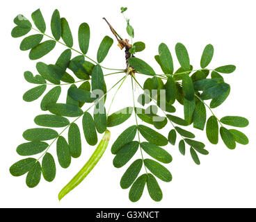 Zweig mit grünen Blättern und pod Caragana Arborescens (Gelbe Akazien, sibirische Peashrub) Baumes isoliert auf weißem Hintergrund Stockfoto