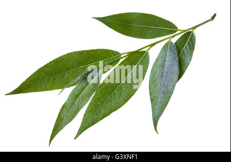 Zweig mit Blättern der Weide (Salix Acutifolia, scharf-Blatt Weide) isoliert auf weißem Hintergrund Stockfoto