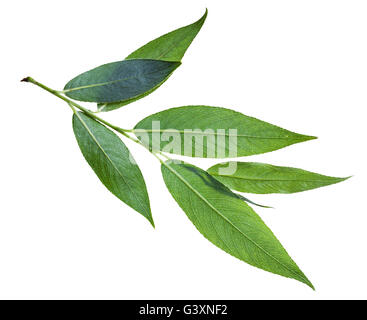 Zweig mit grünen Blatt (Rückseite) der Weide (Salix Acutifolia, scharf-Blatt Weide) isoliert auf weißem Hintergrund Stockfoto