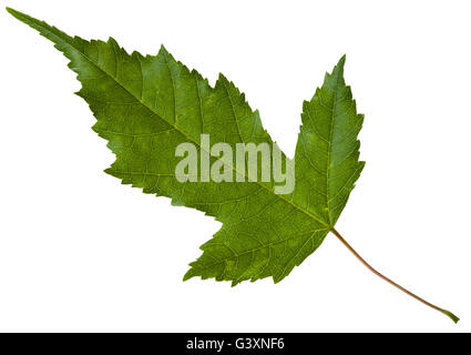 grünes Blatt von Acer Tataricum (Tatarischer Ahorn, Tatarischer Ahorn, Acer Tataricum Subsp Ginnala) Ahorn isoliert auf weißem Zeitmessung Stockfoto