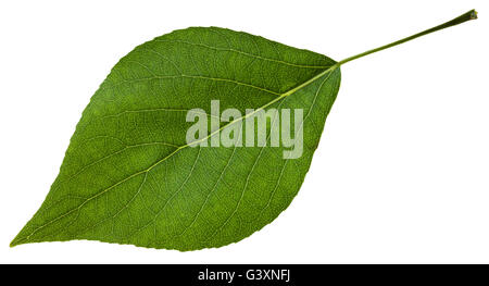 grünes Blatt Populus Canadensis (Kanadische Pappel, Populus Nigra und Populus Deltoides Hybrid) isoliert auf weißem Hintergrund Stockfoto