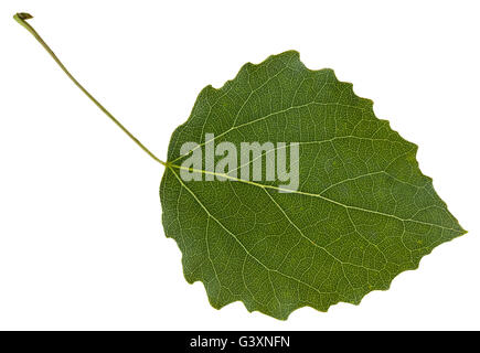 grünes Blatt von Aspen (Populus Tremula) Baum isoliert auf weißem Hintergrund Stockfoto