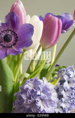 Bouquet von Anemonen Tulpen und Hyazinthen in lila rosa ein Geschenk der Liebe und Romantik Stockfoto