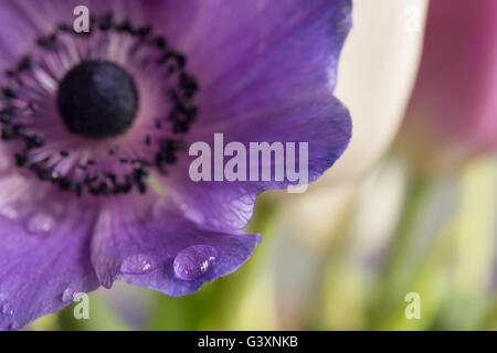 Lila Anemone Nahaufnahme mit Wassertropfen auf ihre Blütenblätter Stockfoto