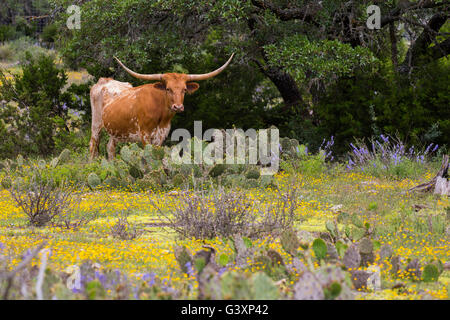 Texas Longhorn Hügelland Wildblumen Stockfoto