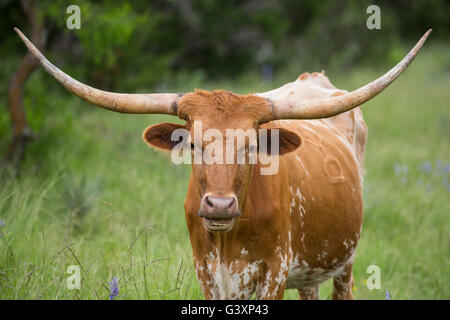 Texas Longhorn Hügelland Wildblumen Stockfoto
