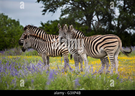 Zebras im blauen Salbei Wildblumen Stockfoto