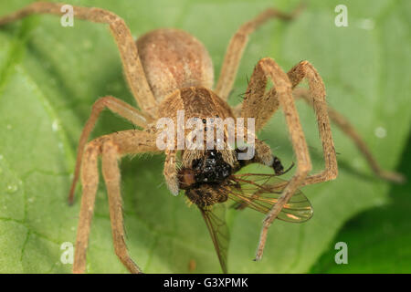 Baumschule Web Spider (Pisaurina Mira) mit Fliege Beute. Stockfoto