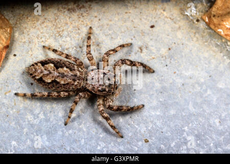 Tan Springspinne (Platycryptus Art) Stockfoto