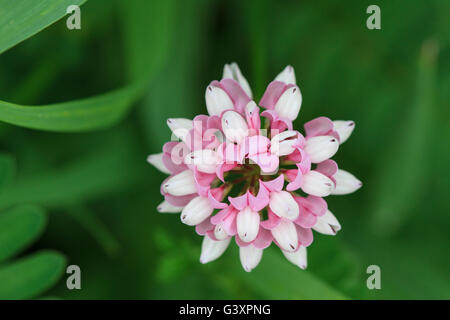 Blume Nahaufnahme von Crown Vetch (Securigera Varia) Stockfoto