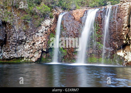 Bleistift-Kiefer fällt im Cradle Mountain-Lake St. Clair National Park Stockfoto