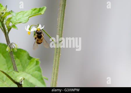 Asuncion, Paraguay. Juni 2016. Der Honigbienenarbeiter sammelt Nektar aus den Blüten des schwarzen Nachtschattens (Solanum nigrum), der an bewölkten Tagen in Asuncion, Paraguay, zu sehen ist. Anm.: Andre M. Chang/Alamy Live News Stockfoto