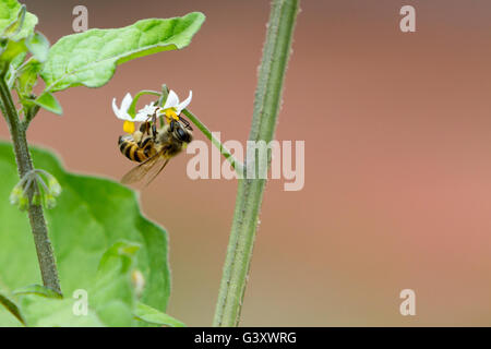 Asuncion, Paraguay. 15. Juni 2016. Honig Biene Arbeiter sammelt Nektar aus den Blüten des schwarzen Nachtschatten (Solanum Nigrum), beachten Sie die Pollen-Körbe auf seinen Beinen, während bewölkten Tag in Asuncion, Paraguay gesehen. Bildnachweis: Andre M. Chang/ARDUOPRESS/Alamy Live-Nachrichten Stockfoto