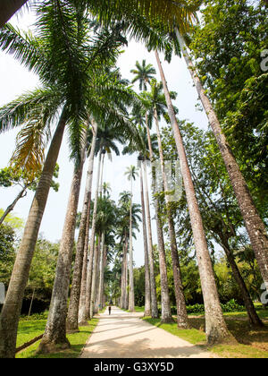 Peking, China. 2. Oktober 2015. Diese Datei Foto zeigt der Botanische Garten in Rio De Janeiro, Brasilien am 2. Oktober 2015. Die Olympischen Spiele 2016 in Rio findet vom 5. August bis 21 statt. © Xu Zijian/Xinhua/Alamy Live-Nachrichten Stockfoto