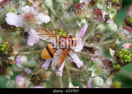 Mit Gürtel oder Hornet, Hoverfly, Volucella Zonaria einzelne Erwachsene ernähren sich von Bramble Blüte. August genommen. Lea Valley, Essex, England. Stockfoto