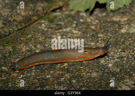 Große rote Nacktschnecke, Arion Ater, alleinstehenden kriecht am Boden in der Nacht.  August genommen.  London, UK. Stockfoto