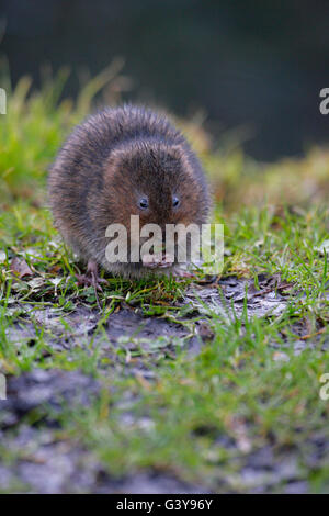 Schermaus, Arvicola Terrestris, alleinstehenden Fütterung am Flussufer. Februar genommen. West Sussex, UK. Stockfoto