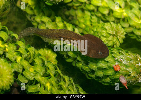 Grasfrosch, Rana Temporaria, einzelne Kaulquappen ernähren sich von Unkraut im Gartenteich.  Juni getroffen. London, UK. Stockfoto